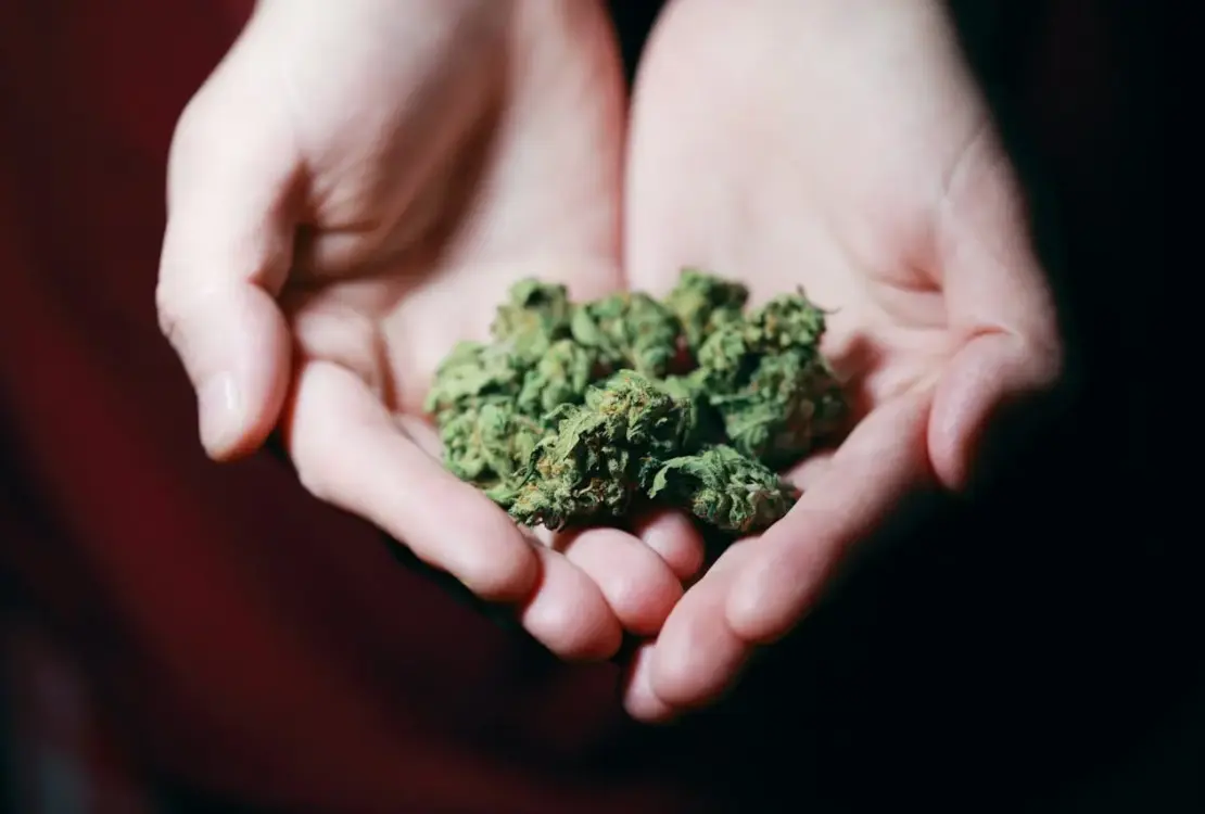 A Colombian Gold: Uma Análise Profunda da Sua Classificação Sativa ou Indica