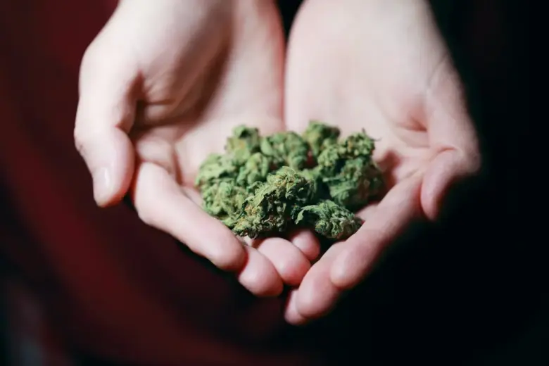 A Colombian Gold: Uma Análise Profunda da Sua Classificação Sativa ou Indica