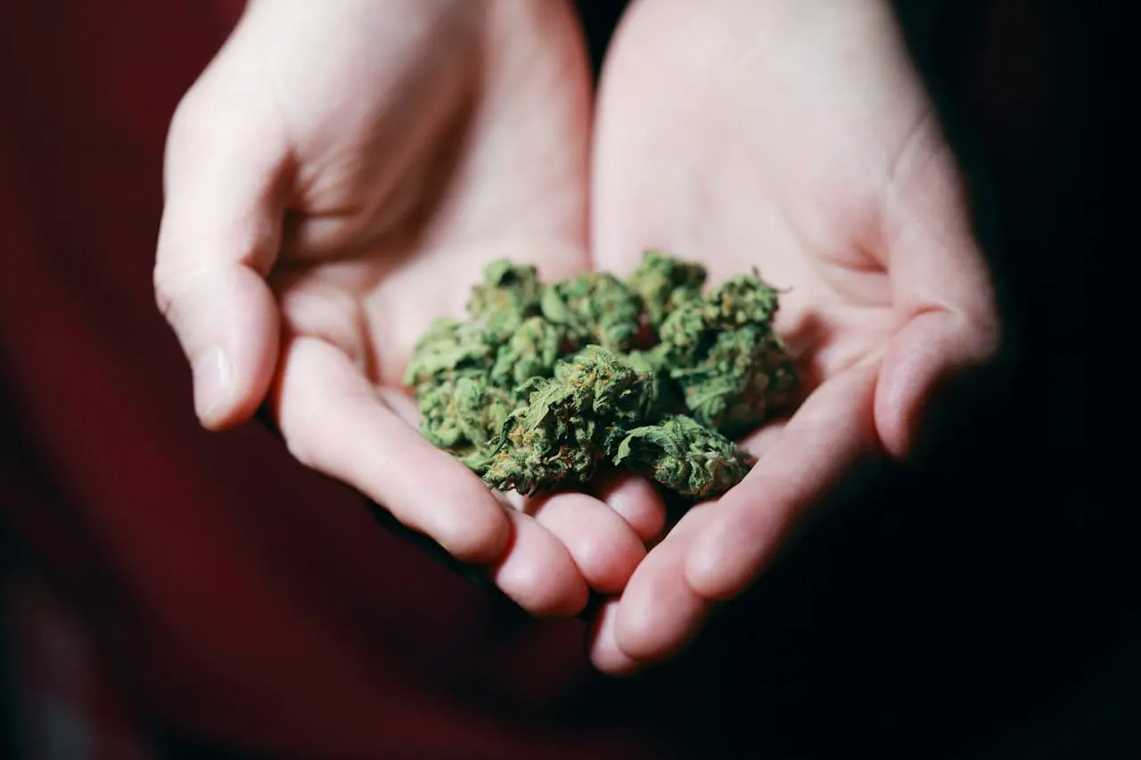 A Colombian Gold: Uma Análise Profunda da Sua Classificação Sativa ou Indica